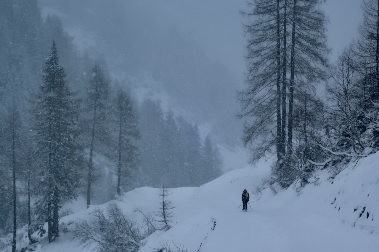 J4 Longue descente dans la forêt