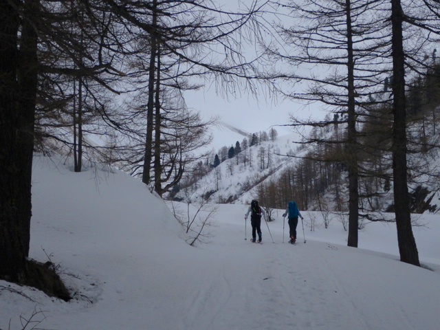 J3 - On traverse des forêts de Mélèzes. Il fait chaud.